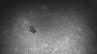 Skunk Vs Wolf part 2
