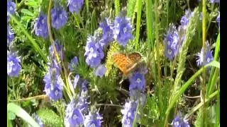 Glanville Fritillary | Шашечница цинксия (Melitaea cinxia) на веронике многораздельной