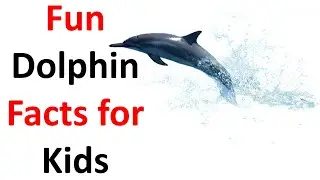 Fun Dolphin Facts for Kids