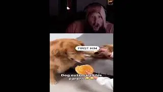 CASEOH Reacts to a CRAZY SMART DOG?!?! #caseoh #dog #smart