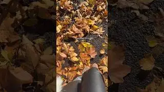 🍂🤎 #october #autumncolors #fallseason #october2025
