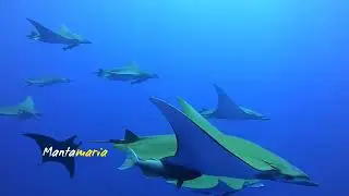 Mantamaria - Whale Shark and Mantas 👌