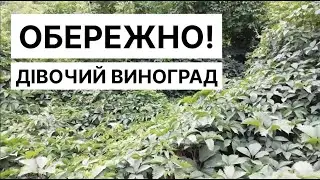 НЕ садіть, доки не подивитеся це відео!!! Дівочий декоративний дикий виноград
