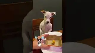 Perrito se enoja por hamburguesa