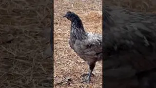 What You Get When You Cross Ayem Cemani Rooster With Lavender Orpington Hen #homesteadingvlog #fibro