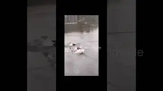 #Funny #wee #failed #memes #SUBSCRIBE for daily updates! #Shorts