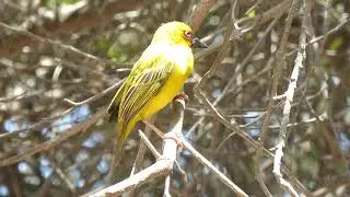 R&uuml;ppell's Weaver, Ploceus galbula, Ad Dahariz Park, Salalah, Oman, 27 Febr 2016 (5/6)
