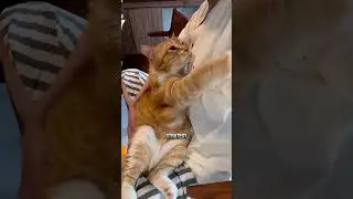 Do Cats Apologize? 🐱 Here&rsquo;s the Truth Behind Their Behavior