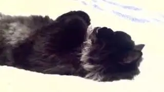 WAKE UP Princess Monster Truck!