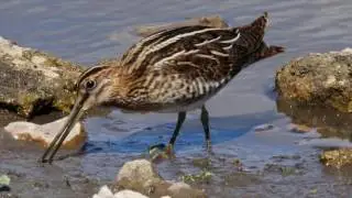 Welney Ouse Washes Project