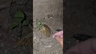 🐸🐸Catch big frogs funnyl Try don't laugh wepwep catching frogs make youlaugh #funny 🤣😁k8