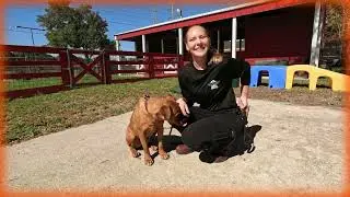 Your local Animal Shelters are the Real Hero's