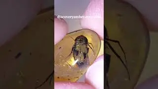 Coleoptera ( RARE Large Extinct Beetle ) in Burmese Burmite amber fossil