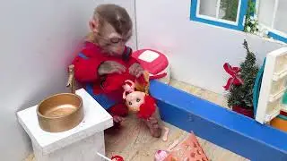 Kiko monkey playing with dolls around the room