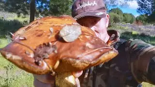 Fais&aacute;n Gigante De Abril