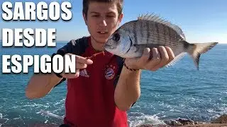 SARGOS desde ESPIGON l Surfcasting VALENCIA