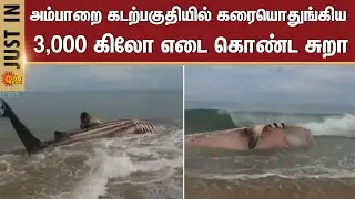Ampara Coastal | Shark | Coastal Guard | Sun News