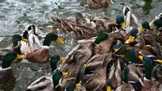 Duck flock । হাঁস পালন। হাঁসের পাল।হাঁস পালন পদ্ধতি। Duck farming। @Limon Vlogs 949🦆