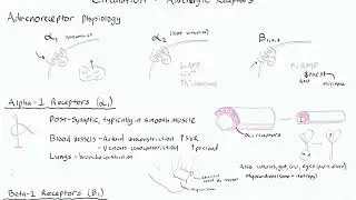 Adrenergic Receptor Functions (alpha-1, beta-1, beta-2)