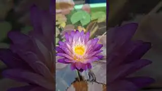 nimitmai Waterlily#love #movie #song #coversong #music #flowers #video #nature #viral #spring #viral