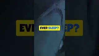 Why don't sharks ever sleep? 🦈#animalmystery  #scientificcuriosity @MindCurio-en