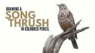 Drawing a Song Thrush in Colored Pencil | Realistic Bird Drawing | Wildlife Artist |