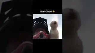 Best filling of cat 🔥😂 #cat #riding
