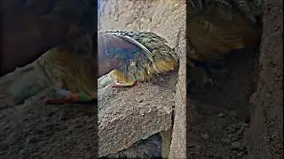 Teetar chicks #wildlifebeauty #naturalbeauty #teetarvoice