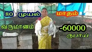 80 முயல் மாதம் வருமானம் 60000 நல்ல வருமானம் தரும் முயல் பண்ணை Rabbit Farm