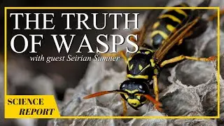 What Do Wasps Really Do? | AMSE Science Report