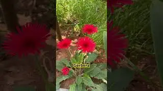Beautiful Gerbera Daisy #Garden #Gardening #Plants