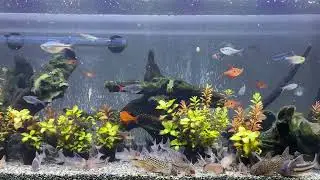 Relaxing Aquarium 1630 / 熱帯魚50種混泳水槽 アクアリウム ディナータイム 4K