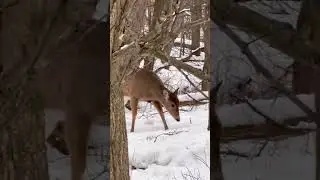 Deer up close!! #deerhunt #deerhunting #hunt #hunting #shorts
