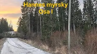 Mett&auml; tuhoja Hannes myrskyn j&auml;lkeisen&auml; p&auml;iv&auml;n&auml;.