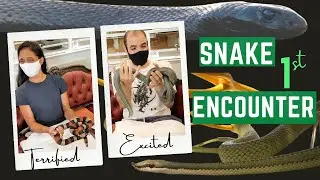 Snake First Encounter| Hilarious😂Tokyo Snake Center|Terrifying experiences😱
