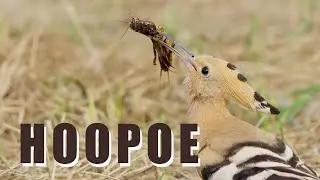 HOOPOE birds hunt MOLE CRICKET, bird sounds in spring