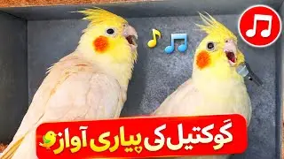 cockatiel singing sounds | cute birds pets aviary | female cockatiel singing nonstop