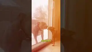 Most Unexpected Dog Reaction ever Captured