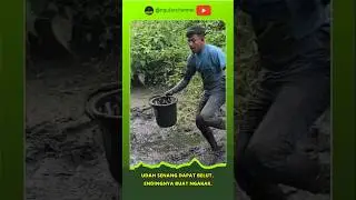 ULAR DISANGKA BELUT BUAT NGAKAK  #duniaular #faktaular #short #ular