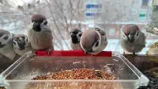 Зимняя кормушка на окне