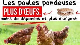 L'erreur qui vous fait d&eacute;penser plus et produire moins d'&oelig;ufs de poule
