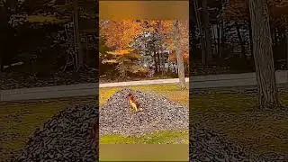 dogs being idiots #cutegolden #funny #funnypets #pets #funnyanimals #funnydogs #animals #petvideos