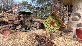 A Flock of Finches Feeding at my Feeders!