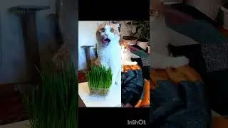 Кексикив апреле 2025🐯 #youtube #коткекс #like #cat #funny #кот #ytshorts#апрель