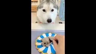 Dog's reaction to puppy-shaped cake cutting -Funny Dog Cake Reaction Compilation #Shorts