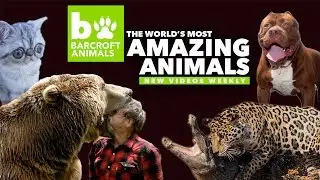 Welcome to Barcroft Animals!