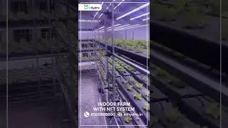 Indoor Farm with NFT system #shortvideo #nature #hydroponics #farming #viralvideo #tranding