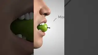 3D Journey of Grapes Inside the Human Body | Digestive System Animation.