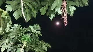 Crickets sounds and insect at night | Relaxing for sleep | Khoeurn Nature Sounds