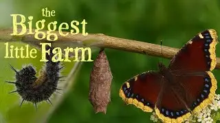 RARE Footage of Mourning Cloak Butterfly Life Cycle | The Biggest Little Farm